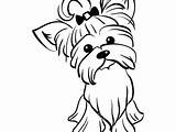 Yorkie Coloring Pages Puppy Dog Drawings Printable Getcolorings Print Color Paintingvalley Getdrawings Rescue sketch template