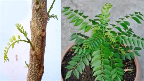 grow curry leaves plant  cutting youtube