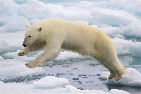 filepolar bear adfjpg wikimedia commons