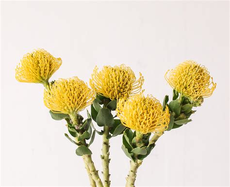 pincushion protea wonderland botanicals