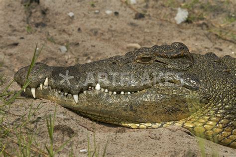 Nile Crocodile Chobe River Chobe National Park Kasane Bo