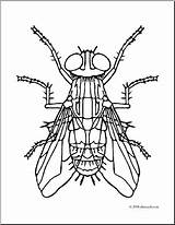 Housefly Flies Coloring Clip Clipart Insects Pages Preview Cache1 Abcteach Fly Printable Clipground sketch template