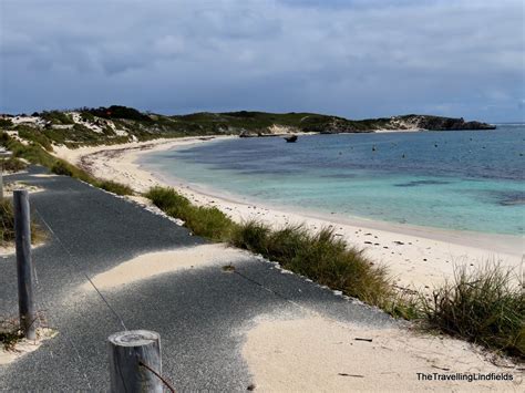 travelling lindfields rottnest island  guide  quokkas cycling  beaches