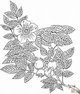Vine Colorare Disegni Getcolorings Grandiflora Vines Malvorlagen Rampicanti Intricate Rosen Eglanteria Designlooter Rosenranken sketch template