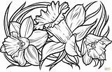 Daffodil Ausmalen Osterblumen Ausmalbilder Supercoloring Webstockreview Ausmalbild Narzissen Ausdrucken sketch template