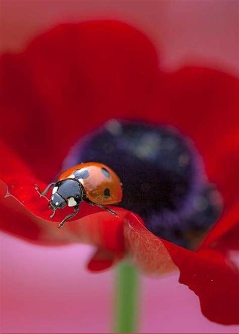 452 best flowers and ladybugs images on pinterest