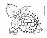 Coloring Pages Raspberry Berries Fruits Kids Printable Flowers Colouring Fruit Clip Color Stamps Outline Crafts Big Drawings Colored Flower 4kids sketch template