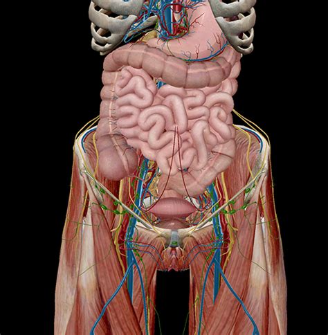 facts   anatomy   pelvic cavity