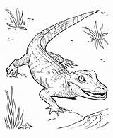 Alligator Coloring Pages Baby Crocodile American Drawing Line Getdrawings Printable Print Getcolorings Weird Color Template Allig sketch template
