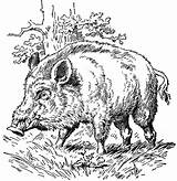 Boar Sanglier Coloriages Wildschwein Pig Hog Zeichnen Usf Hirsch Zeichnungen новости sketch template