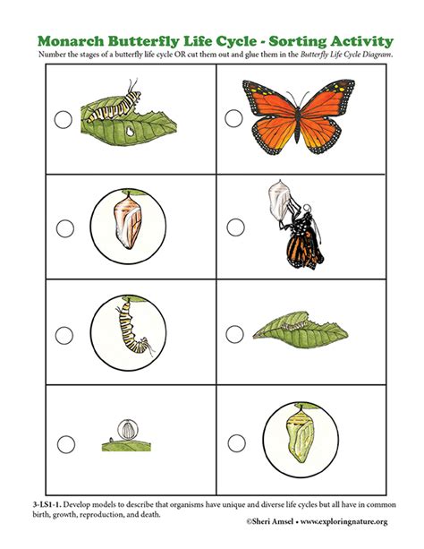 monarch butterfly life cycle sorting activity