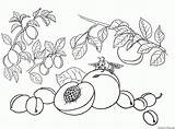 Plum Tree Coloring Template Pages sketch template
