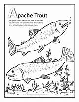 Trout Coloring Apache Pages Fish Trouts Artwork Coloringbay Choose Board sketch template