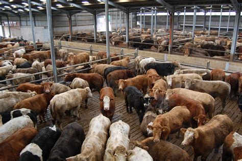 cattle marts  latest prices    country agriland
