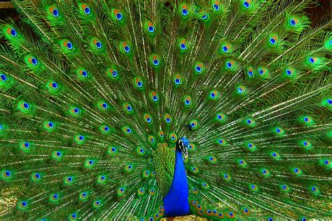 black peacock  indian national bird  chandravir singh large