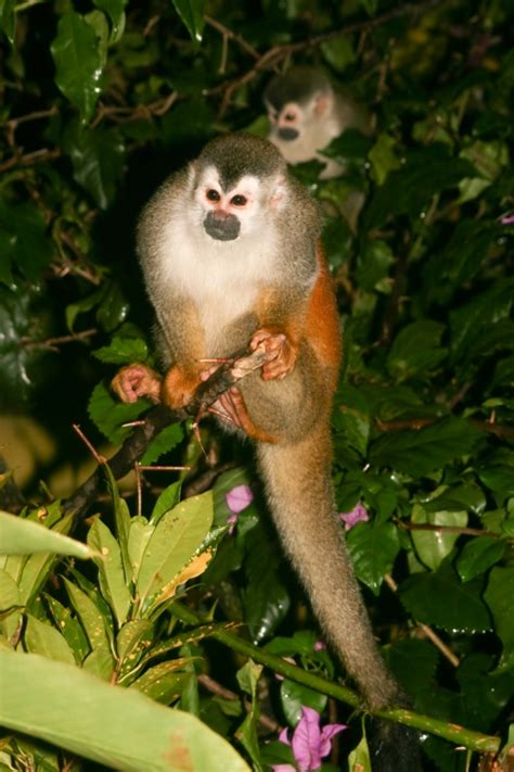 The Black-Crowned Central American Squirrel Monkey | MSEM