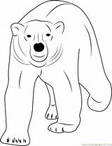 Bear Polar Coloring Walking Pages Coloringpages101 Color sketch template