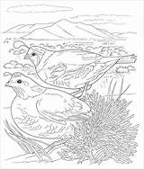 Desert Animals Quail Coloringbay Sonoran sketch template