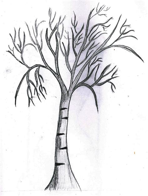 sketch  day sketch  tree