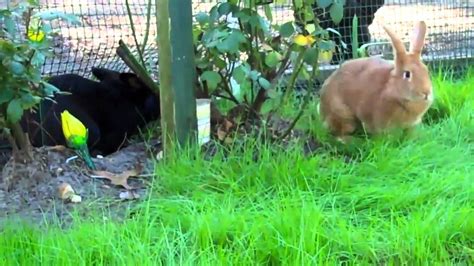 rabbit mating rituals youtube