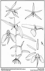 Dodson Epidendrum Nocturnum 1977 Drawing Type Group sketch template