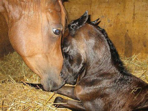 mothers love baby horses cute horses wild horses   pretty