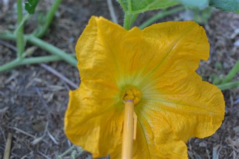 Squash Sex How To Pollinate Squash · The Carrot Revolution