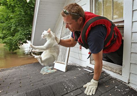 15 pictures of cats saved by firemen business insider