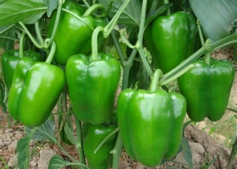 capsicum cultivation bell pepper information guide asia farming