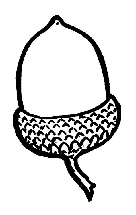 printable acorns coloring pages