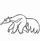 Anteater Planse Colorat sketch template