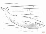 Whale Blue Coloring Pages Cute Printable Drawing sketch template