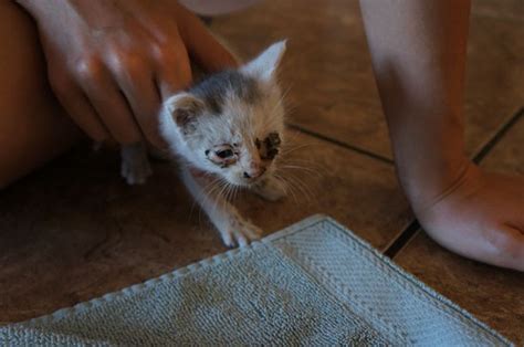 you won t believe how this kitten was rescued video huffpost