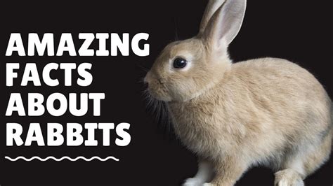 top  amazing facts  rabbits youtube