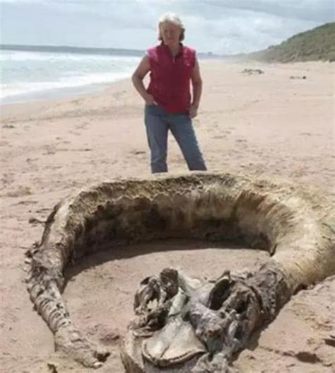 全球发现的奇怪生物，著名的刚果巨蛇，全长13 15米 刚果 全长 蛇 新浪新闻