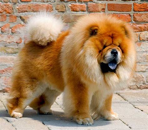 chow chow dog info life expectancy temperament puppies pictures