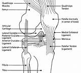 Genou Articulation Muscles Anatomie Bones Ligaments Articulations Ligament Koleno Sakit Lutut Tendons Features Synovial Humain Musculaires Nœuds Joints Schematisch Vorne sketch template