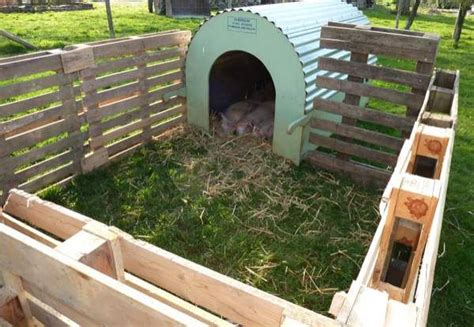 images  pig pens  pinterest guinea pigs shelters  house