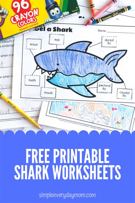 printable shark worksheets  kids   great shark week