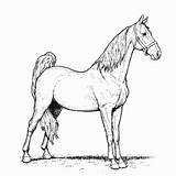 Cavalo Tudodesenhos sketch template