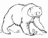 Bear Grizzly Coloring Pages Getcolorings Color sketch template