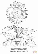 Coloring Flower Pages Kansas State Flowers Sunflower Drawing Printable Detailed Realistic Adult Tree Print Outline Almond Getcolorings Book Colorings Trees sketch template