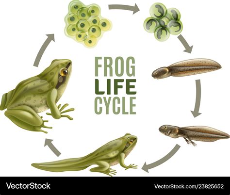 frog life cycle set royalty  vector image vectorstock
