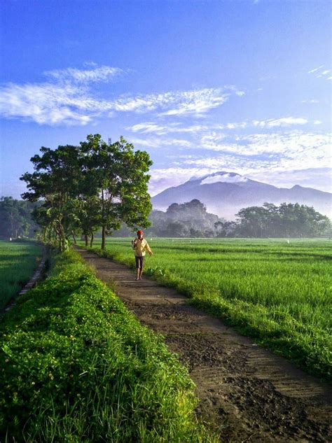 Pemandangan Sawah Padi Di Kampung Matthew Hernandez