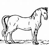 Horse Coloring Pages Andalusian Animals Drawings Coloringcrew Farm sketch template