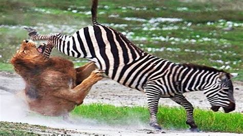 lion  zebra zebra severely injured lion hd youtube
