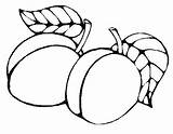 Prunes Prune Colorat Frutta Abricot Groente Frutas Kleurplaten Fructe Planse Apricot Bordar Abricots Animaatjes Toamna Imprimé sketch template