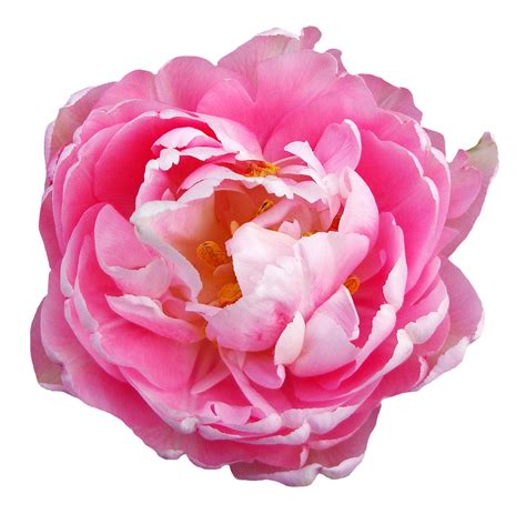 pink rose flower png image purepng  transparent cc png image