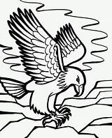 Sketsa Burung Gambar Elang Teknik Mewarnainya Contoh sketch template