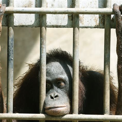 zoos    banned article harga murah